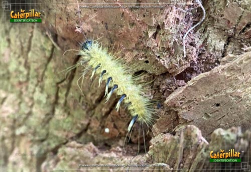 Thumbnail image of the Ruddy Dagger Moth Caterpillar
