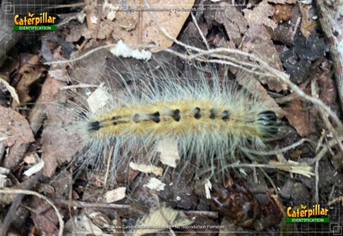 Thumbnail image #2 of the Ruddy Dagger Moth Caterpillar