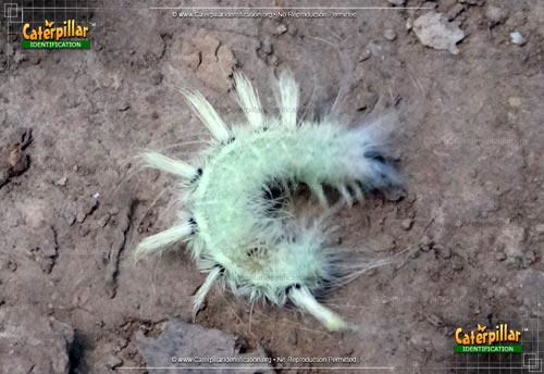 Thumbnail image #3 of the Ruddy Dagger Moth Caterpillar