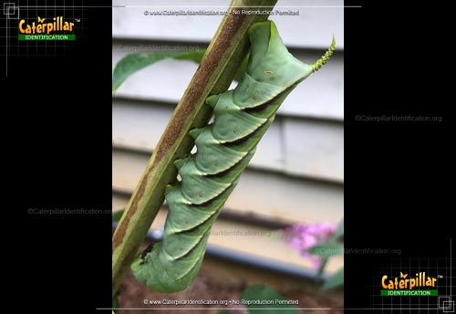 Thumbnail image #3 of the Rustic Sphinx Moth Caterpillar