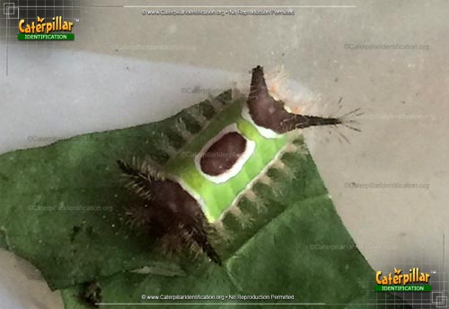 Thumbnail image of the Saddleback Caterpillar