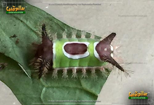 Thumbnail image #2 of the Saddleback Caterpillar