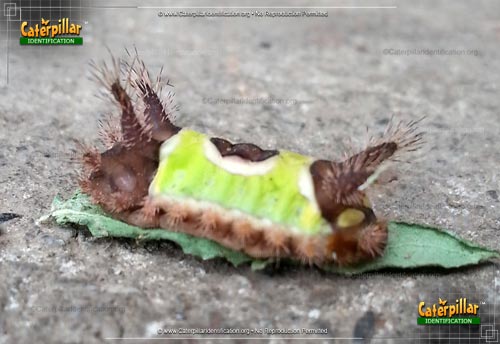 Thumbnail image #4 of the Saddleback Caterpillar