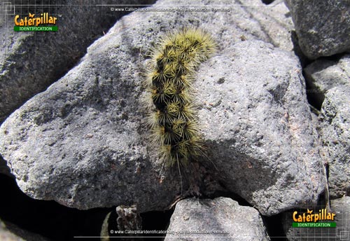 Thumbnail image of the Silver-spotted Tiger Moth Caterpillar