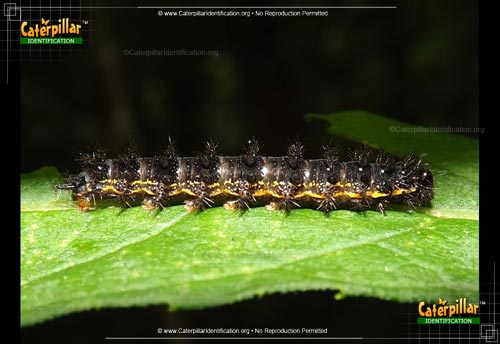 Thumbnail image of the Silvery Checkerspot Caterpillar
