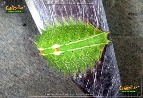 Thumbnail image #2 of the Slug Caterpillar