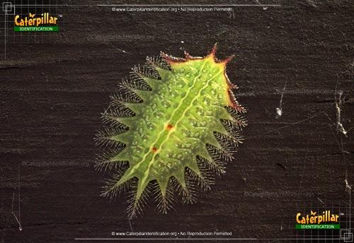 Thumbnail image of the Slug Caterpillar