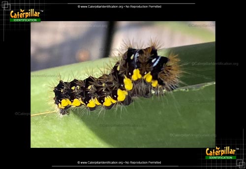 Thumbnail image #2 of the Smartweed Caterpillar