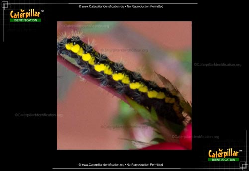 Thumbnail image #3 of the Smartweed Caterpillar