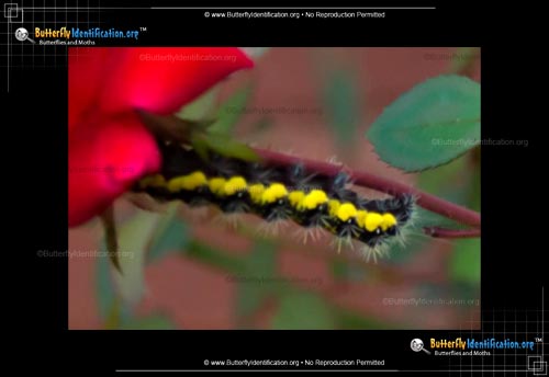 Thumbnail image #4 of the Smartweed Caterpillar