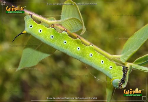 Thumbnail image of the Snowberry Clearwing Moth Caterpillar