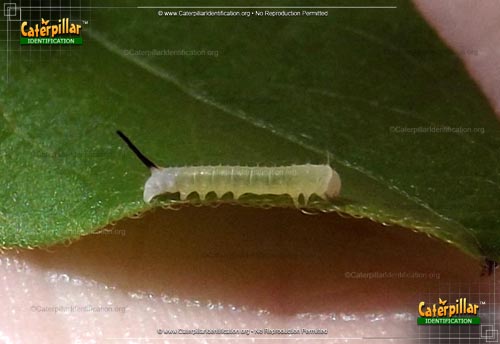Thumbnail image #2 of the Snowberry Clearwing Moth Caterpillar