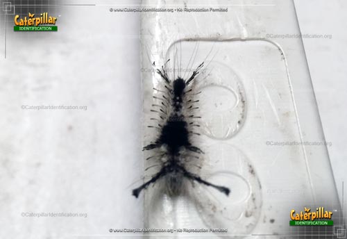 Thumbnail image of the Southern Tussock Moth Caterpillar
