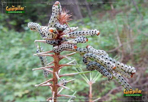 Thumbnail image of the Southwestern Corn Borer Moth Caterpillar