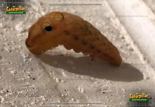 Thumbnail image #6 of the Spicebush Swallowtail Butterfly Caterpillar