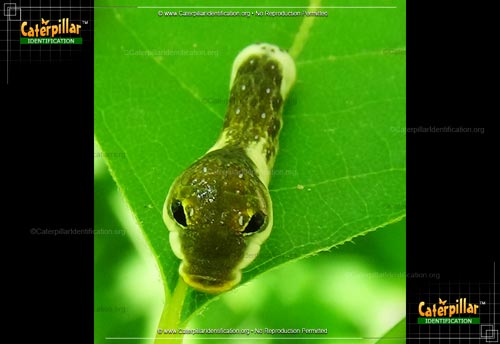 Thumbnail image #2 of the Spicebush Swallowtail Butterfly Caterpillar