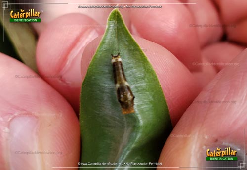 Thumbnail image #3 of the Spicebush Swallowtail Butterfly Caterpillar