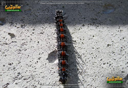 Thumbnail image of the Spiny Elm Caterpillar
