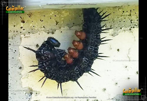 Thumbnail image #2 of the Spiny Elm Caterpillar