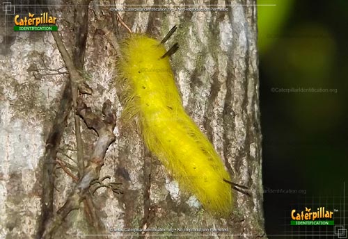 Thumbnail image #2 of the Spotted Apatelodes Moth Caterpillar