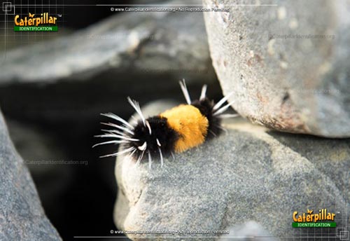 Thumbnail image of the Spotted Tussock Moth Caterpillar
