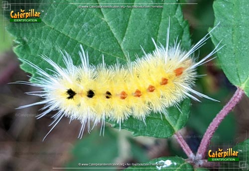 Thumbnail image #2 of the Spotted Tussock Moth Caterpillar