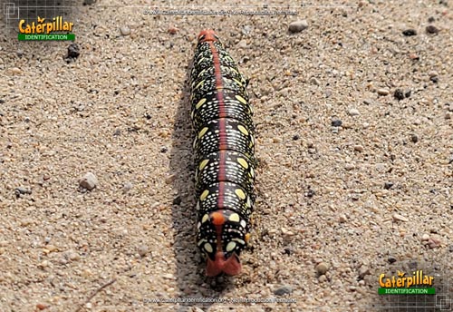 Thumbnail image #2 of the Spurge Hawk Moth Caterpillar