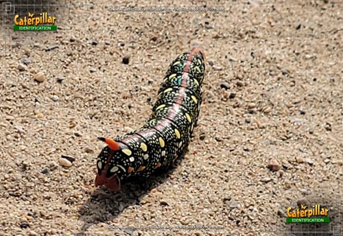 Thumbnail image of the Spurge Hawk Moth Caterpillar