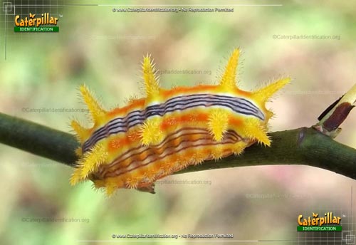Thumbnail image of the Stinging Rose Caterpillar