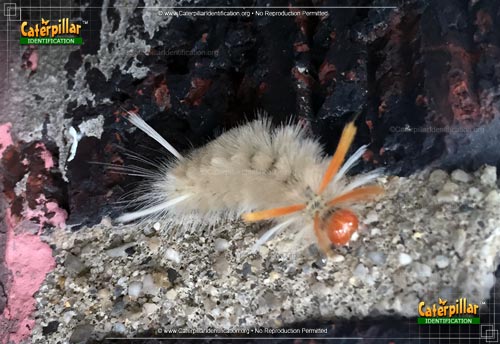 Thumbnail image of the Sycamore Tussock Moth Caterpillar