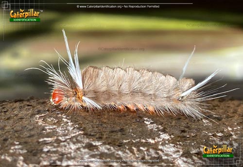 Thumbnail image #2 of the Sycamore Tussock Moth Caterpillar