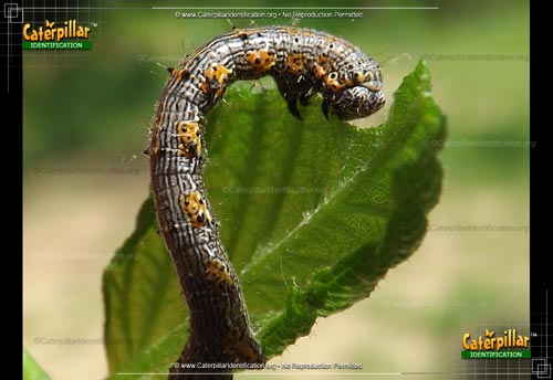 Thumbnail image of the The Half-wing Moth Caterpillar