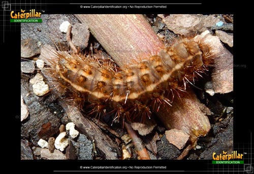 Thumbnail image of the Tiger Moth Caterpillar