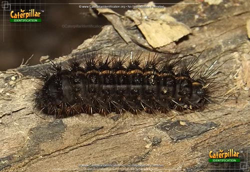 Thumbnail image #2 of the Tiger Moth Caterpillar