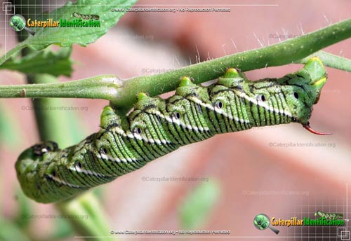 Thumbnail image #2 of the Tobacco Hornworm
