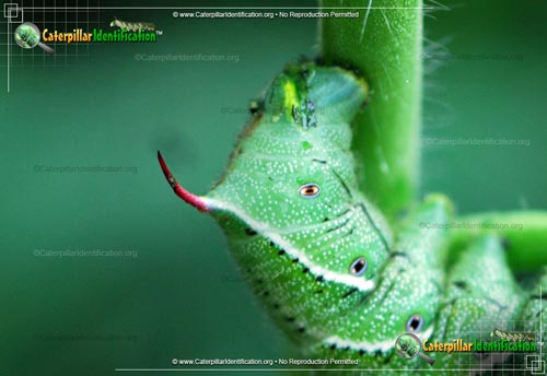 Thumbnail image #3 of the Tobacco Hornworm