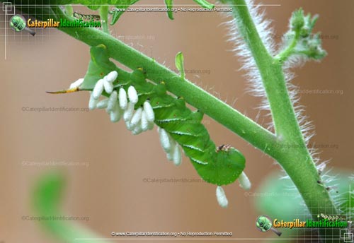 Thumbnail image #5 of the Tobacco Hornworm