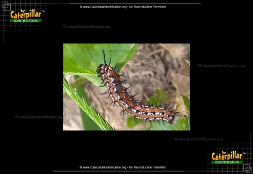 Thumbnail image #2 of the Variegated Fritillary Butterfly Caterpillar