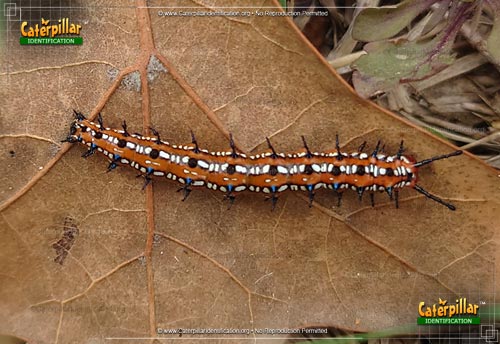 Thumbnail image of the Variegated Fritillary Butterfly Caterpillar