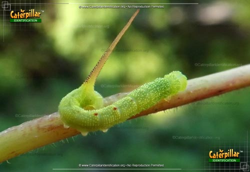 Thumbnail image #2 of the Virginia Creeper Hornworm