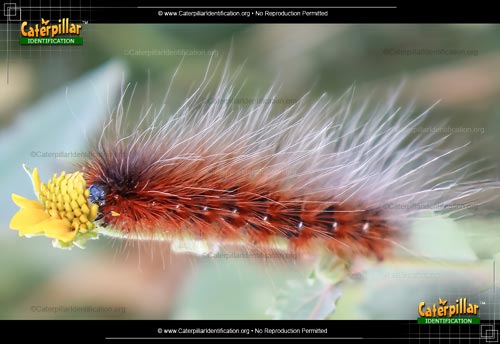 Thumbnail image #6 of the Virginian Tiger Moth Caterpillar