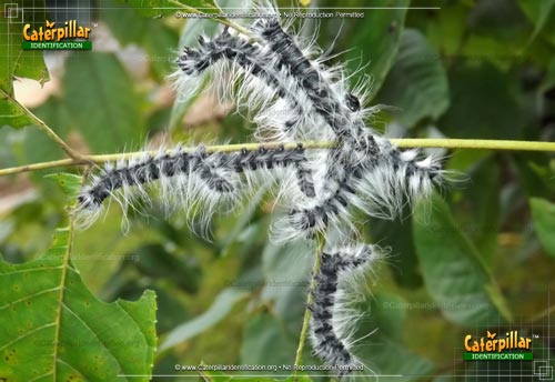 Thumbnail image of the Walnut Caterpillar