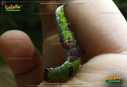 Thumbnail image #2 of the Wavy-lined Heterocampa Moth Caterpillar