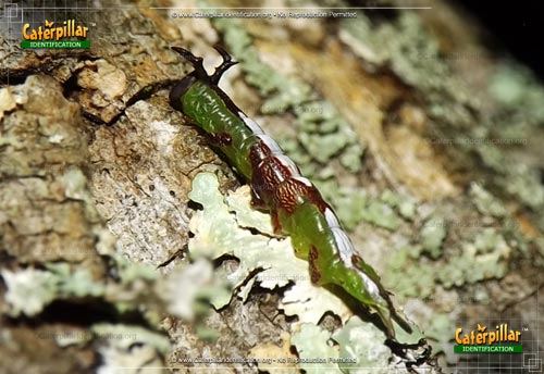 Thumbnail image of the Wavy-lined Heterocampa Moth Caterpillar