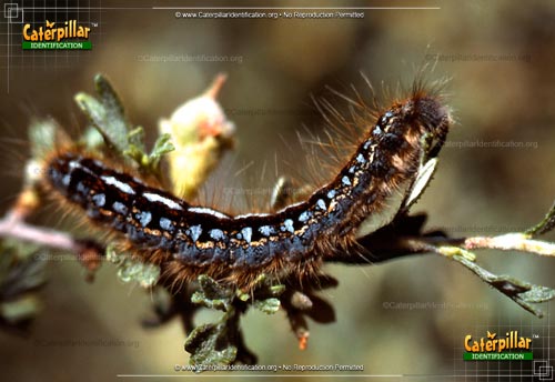 Thumbnail image of the Western Tent Moth Caterpillar