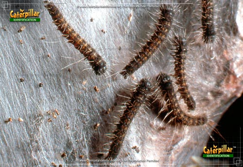 Thumbnail image #2 of the Western Tent Moth Caterpillar