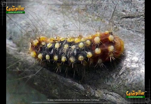 Thumbnail image of the White Flannel Moth Caterpillar