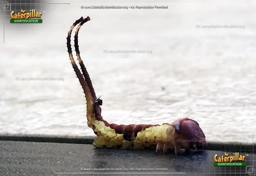 Thumbnail image of the White Furcula Caterpillar