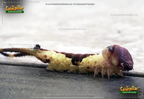 Thumbnail image #2 of the White Furcula Caterpillar