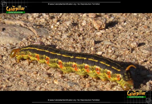 Thumbnail image #3 of the White-lined Sphinx Moth Caterpillar